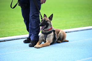 policjanci i psy służbowe