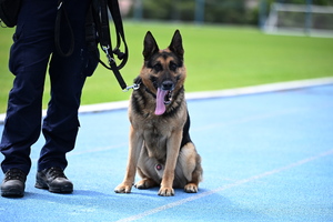policjanci i psy służbowe