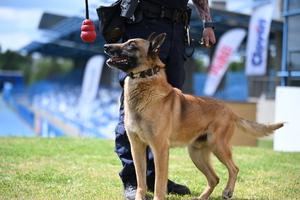 policjanci i psy służbowe