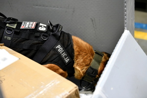 policjanci i psy służbowe